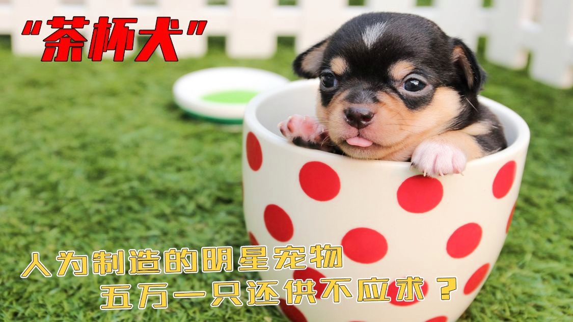 茶杯惡犬在線