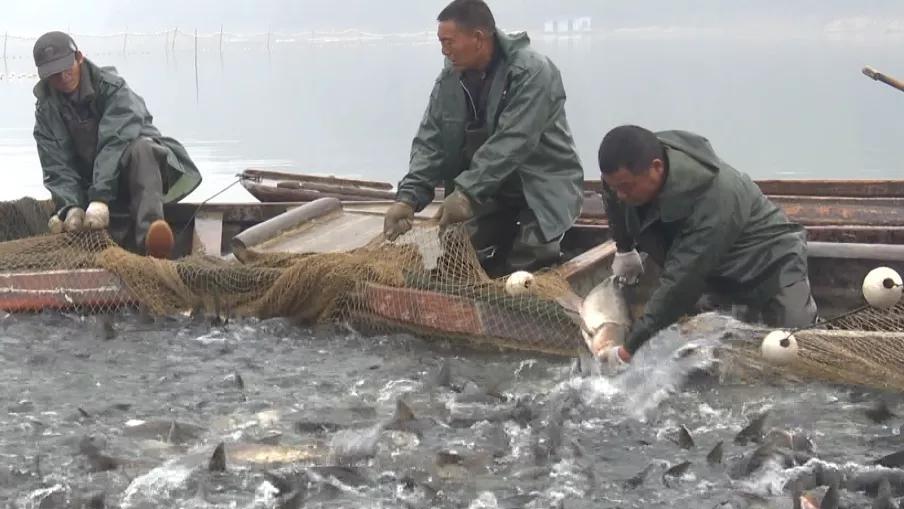 好多魚下載，全新海洋探索體驗