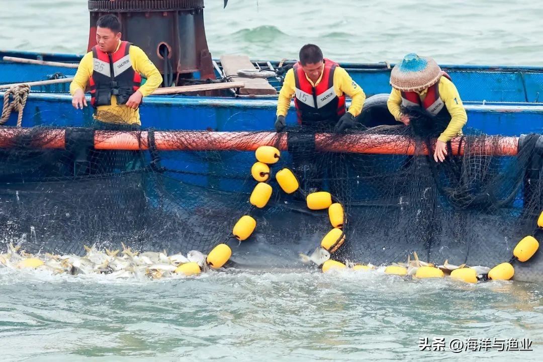 湛江金鯧魚最新價格動態及分析