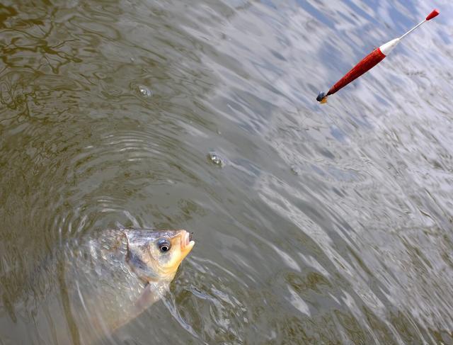 釣鯽魚下載