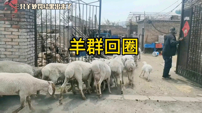 三只羊下載，數(shù)字時代的全新探索體驗