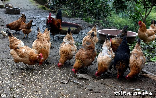 最新養雞品種介紹與優勢分析，探索養雞新品種的優勢與特點