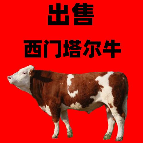 西門塔爾牛犢最新價(jià)格動(dòng)態(tài)分析與趨勢(shì)預(yù)測(cè)